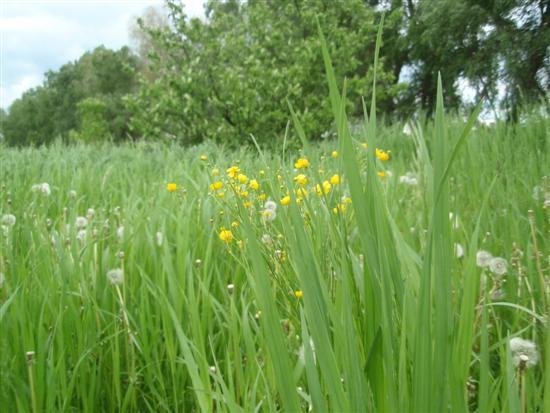Краєвиди та життя Нової Басані - Нова Басань