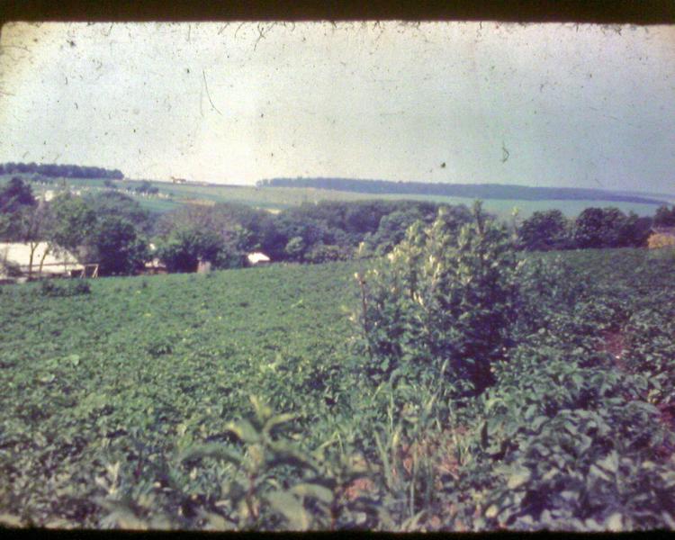Види Боричівки - Боричівка