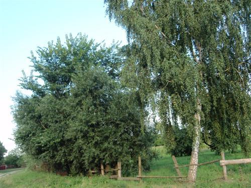 Краєвиди та життя Нової Басані - Нова Басань