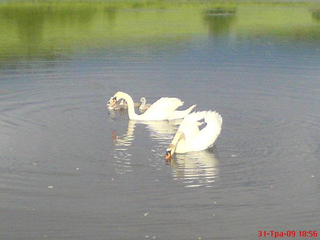 природа - Бариш