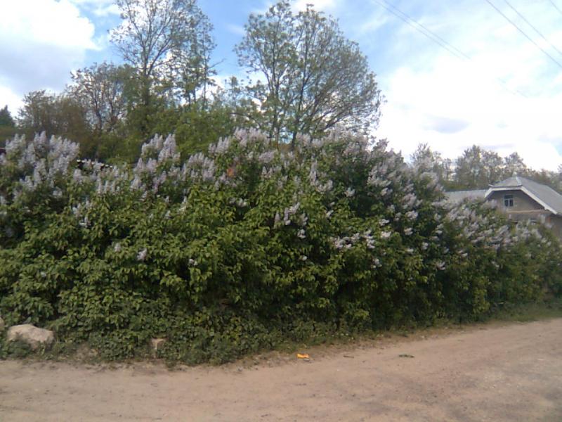 Моє рідне село - Винятинцы