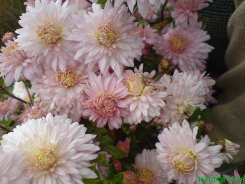 Фото села - Ясениця-Сільна