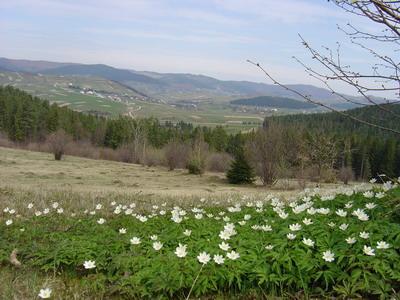 Промінь - Білі Ослави