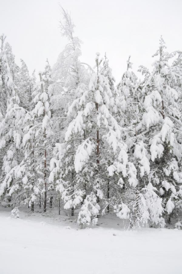 перебродівська зимова казка.... - Переброди