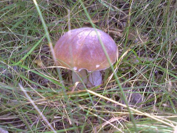 ворокомле - Ворокомле