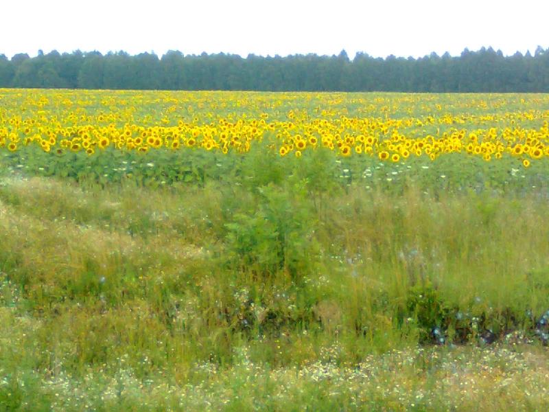 природа - Баничи