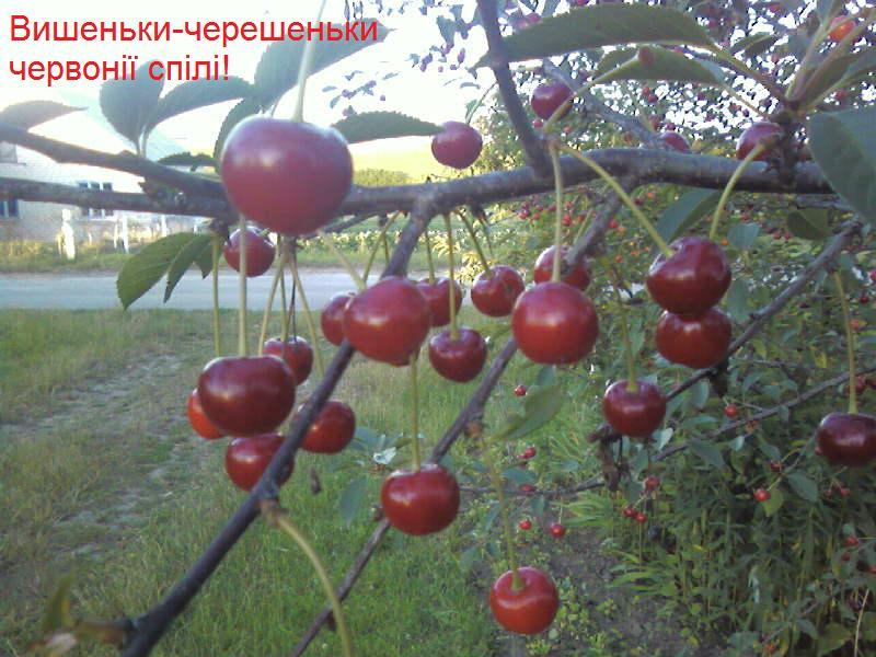 моє село - Ужинець