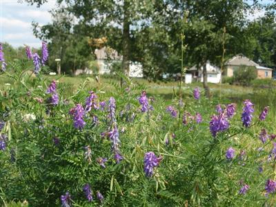 Краєвиди та життя Нової Басані - Нова Басань