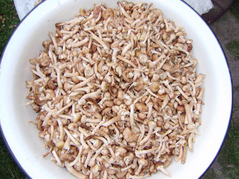 Рожковичи - Рожковичі