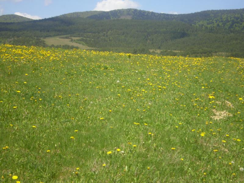 Перлина Карпат - Лімна