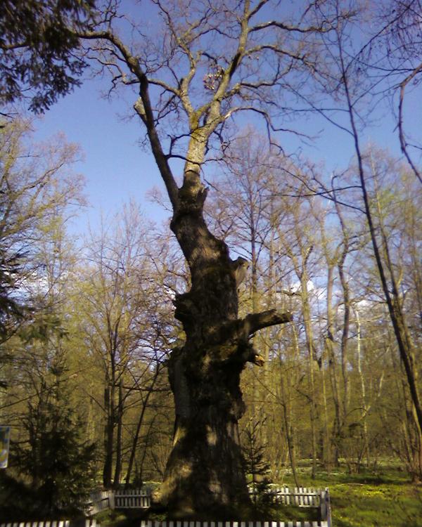 Мальовниче Березове - Березове