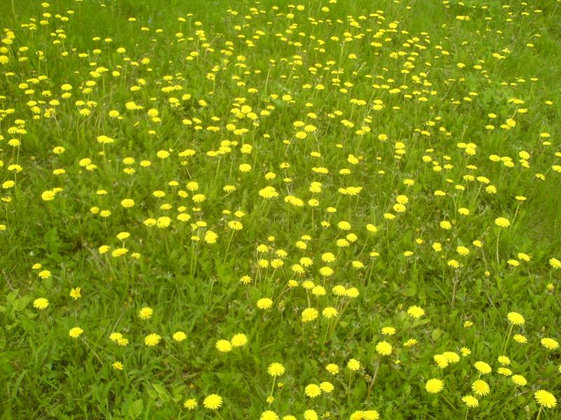 Санжариха - Санжариха