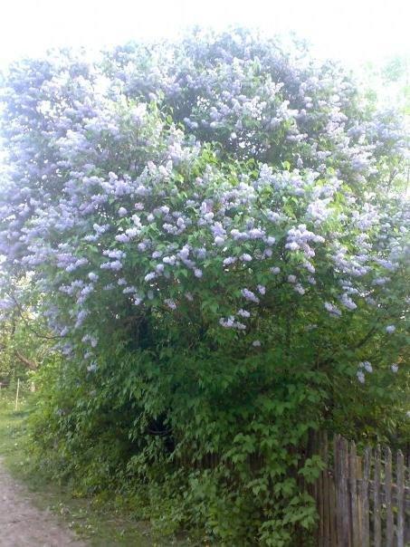 Косогірка - Косогорка