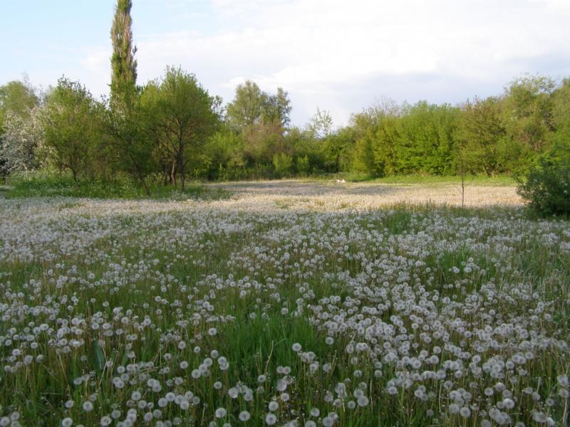 Родина - Шершенцы