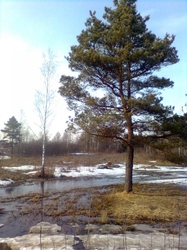 Весна іде... - Переброди