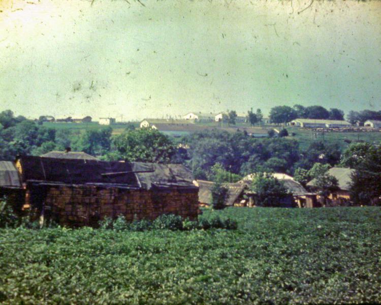 Види Боричівки - Borychivka