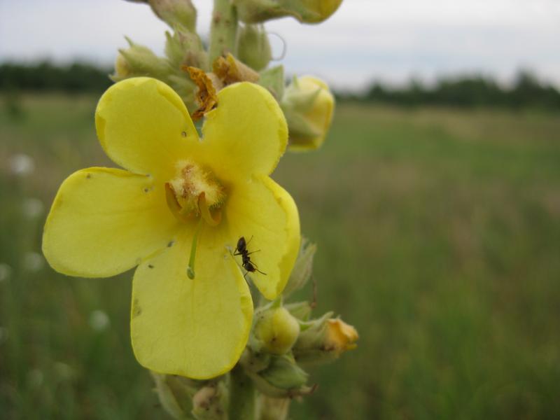 дело рук Творца - Забілоччя
