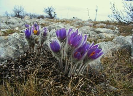 природа - Цветочное