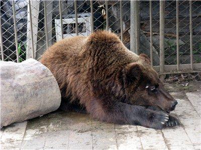 Лісництва села - Селятин