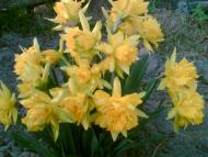 Весна іде...