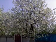 Моє рідне село