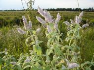 Жемелинці - Останні фото