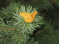 дело рук Творца