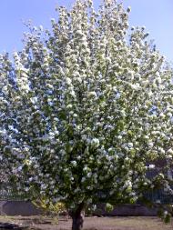 Новоселівка