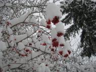 Село моє, для мене ти єдине...