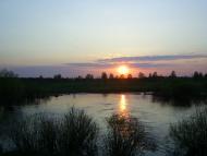 Случ, Сорокодуби