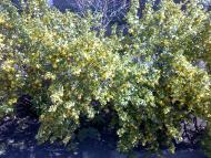 Новоселівка