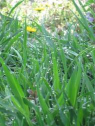 дело рук Творца