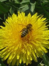 дело рук Творца