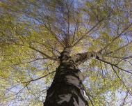 Мальовниче Березове