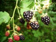 З солодким присмаком чорниці на губах...