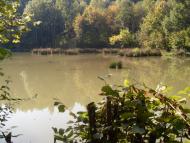 Водиці жовта каламуть