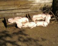 Цікавинки нашого села