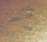 Цікавинки нашого села