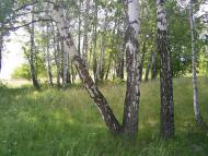 Загальний вигляд на село