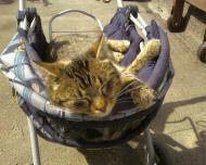 Цікавинки нашого села