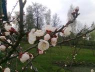 Весна іде...