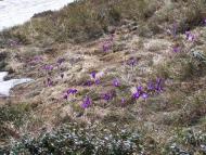 Моє заквітчане село...