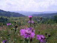 Загальний вигляд на село