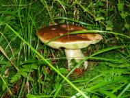 Грибне село...