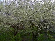 Моє рідне село