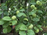 місцеві колорити