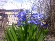 Новоселівка