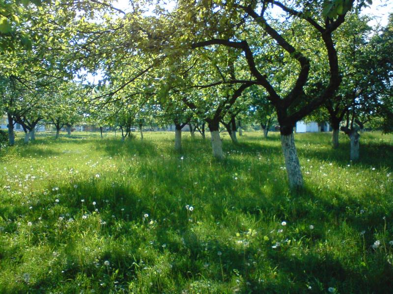 СТУПИЧНЕ - Ступичное