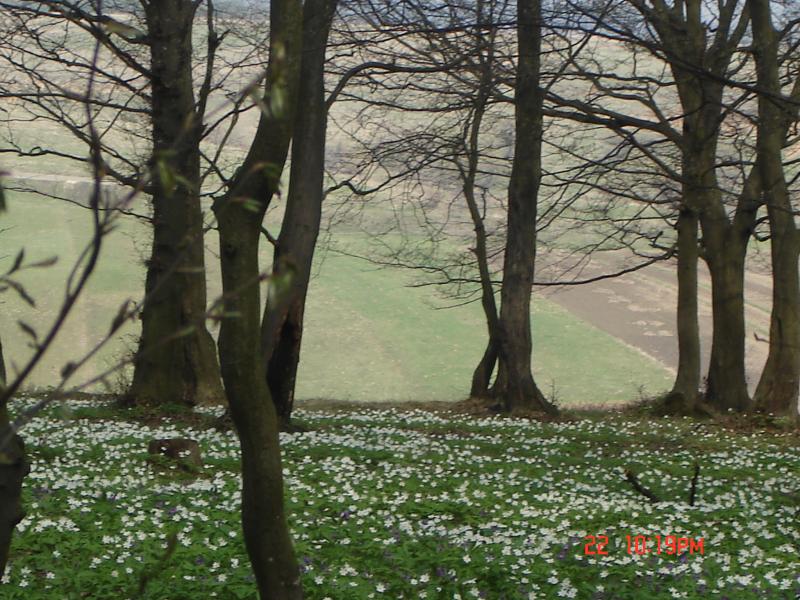 Чемеринці - Чемеринці