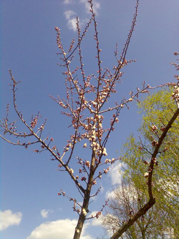 Тарасів - Тарасів